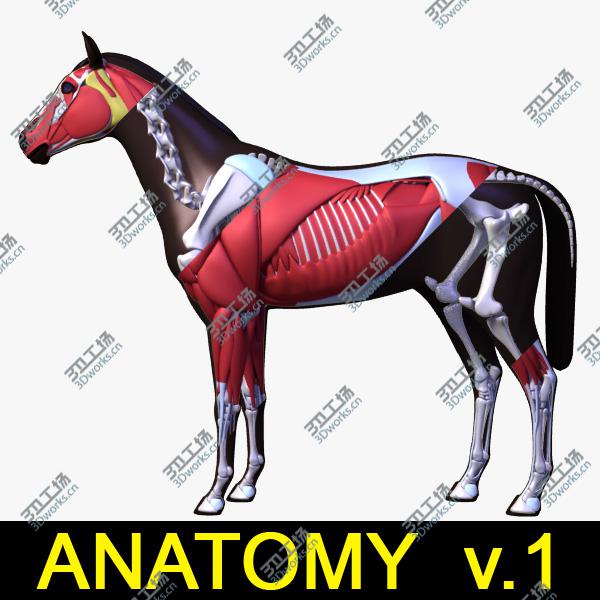 images/goods_img/202105071/Horse Anatomy v.1/1.jpg